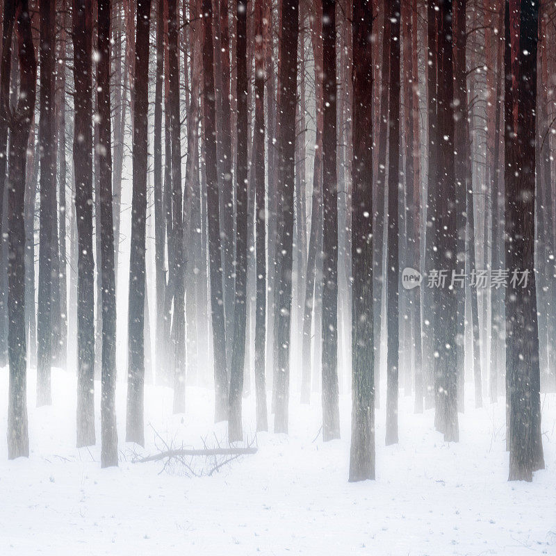 松树林的冬季风暴和暴风雪。雾霾