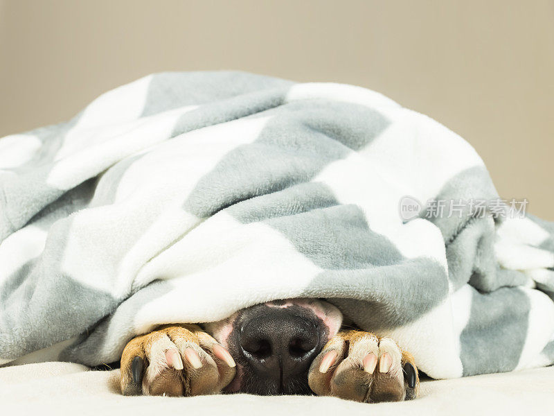 懒狗的鼻子和爪子从干净的白色毯子里伸出来。