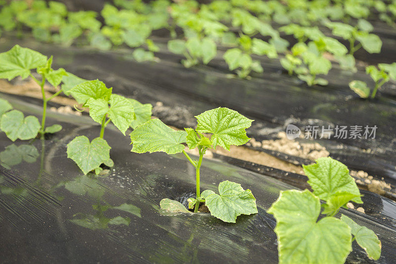 在温室中种植黄瓜