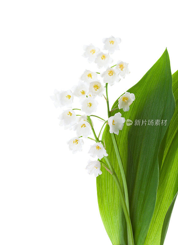 两朵花孤立在白色背景上。铃兰