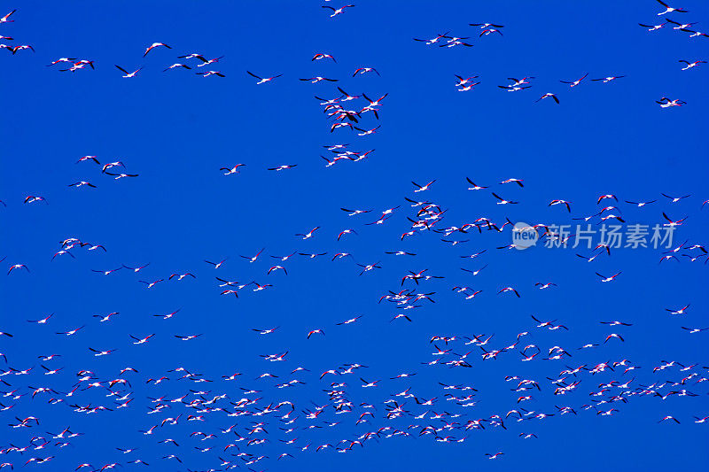 一群粉红色的火烈鸟在日出时飞翔