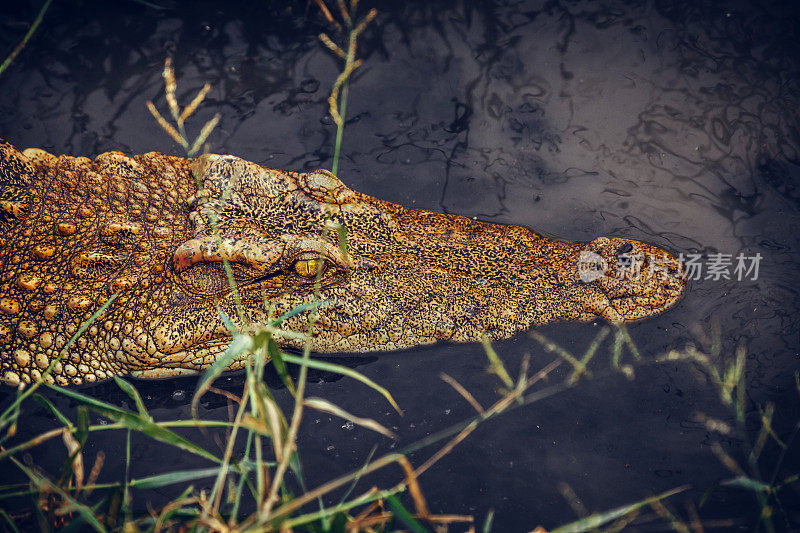 野生动物鳄鱼藏在水中水中，戏剧性的摄影和低调的摄影。