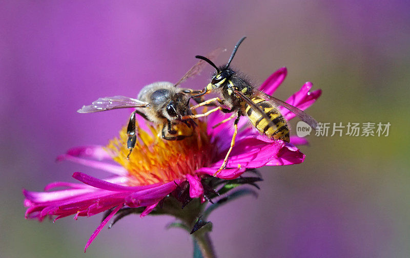 黄蜂和蜜蜂