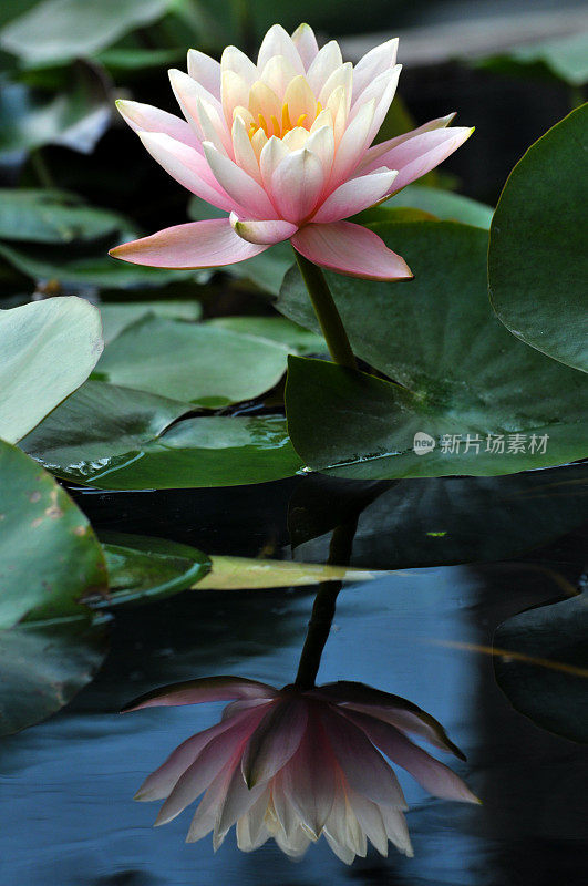 池塘里盛开着粉红色的睡莲