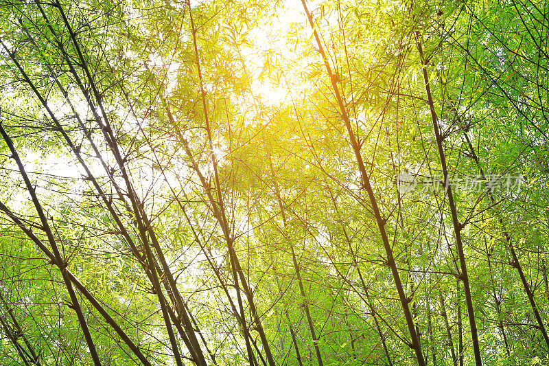 阳光明媚的亚洲竹林。