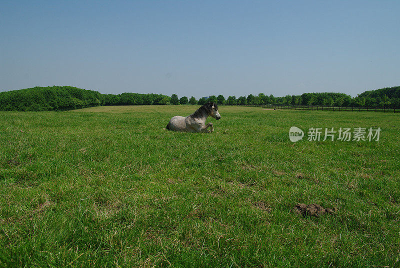 夏日草地上的马