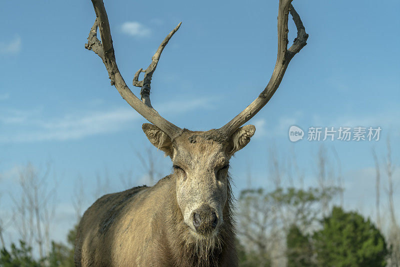 鹿角很大的麋鹿