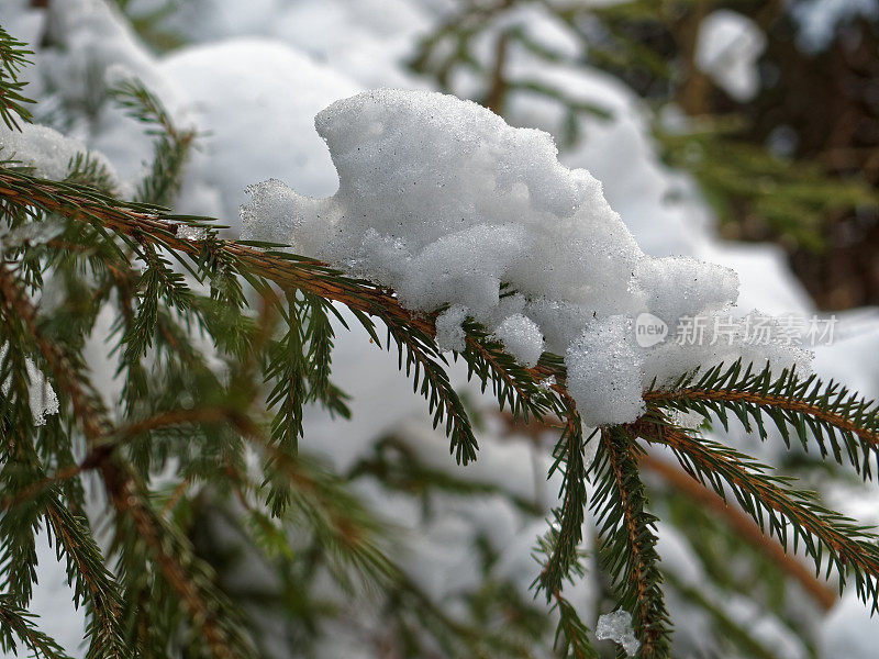 雪落在冷杉树枝上
