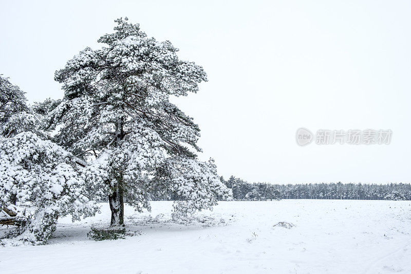 雪景在寒冷的冬日里与新鲜的雪