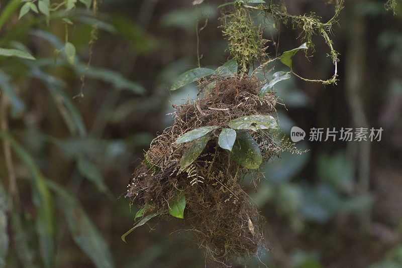 大西洋皇家捕蝇鸟巢(马氏爪牙)