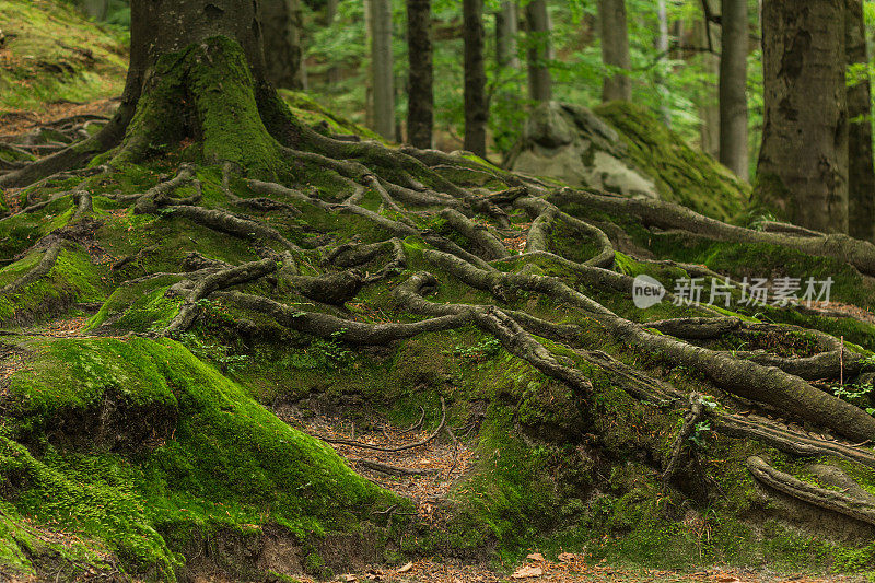 森林里的根被苔藓覆盖着