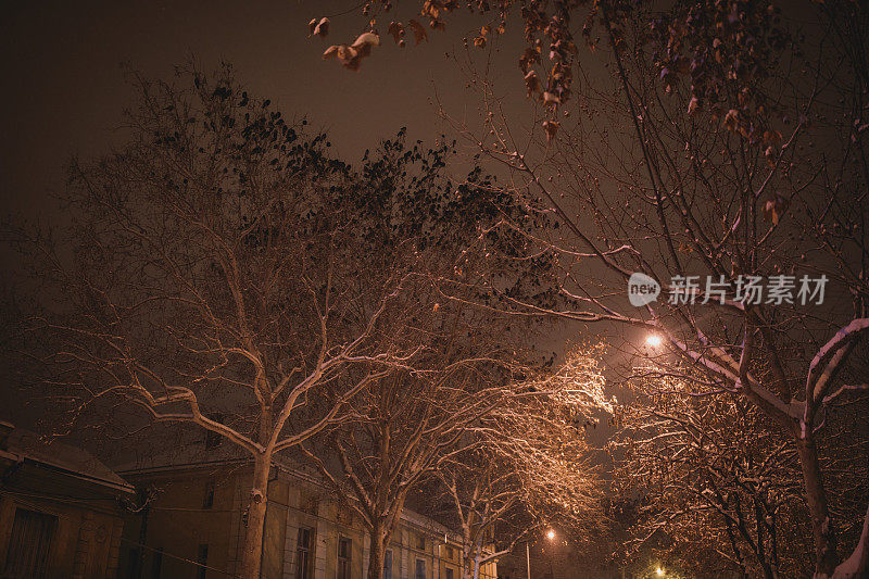 夜里一群鸟在树枝上