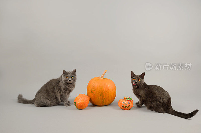 两只夏特鲁猫和万圣节南瓜