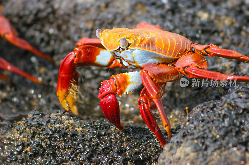 一只红黄相间的螃蟹在一些潮湿的岩石上走着