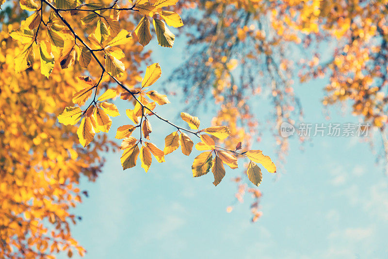 秋叶对着阳光