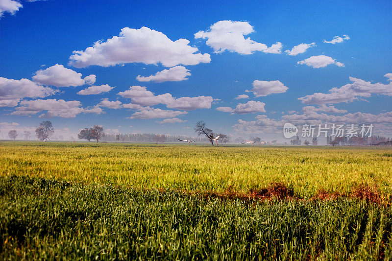 小麦在cloudscape