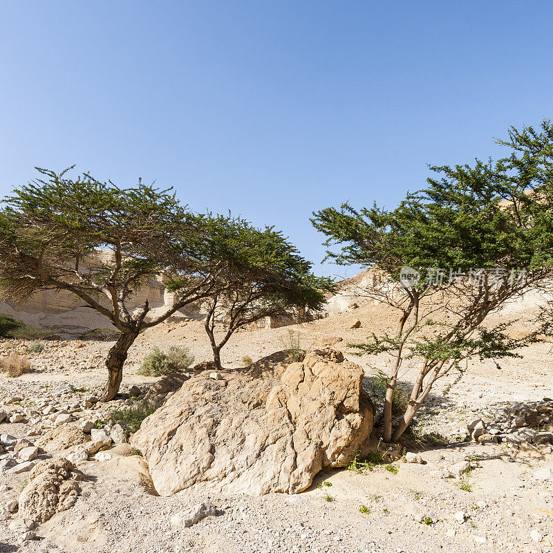 以色列的石漠