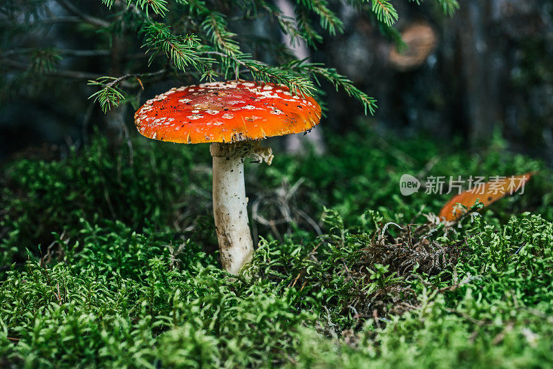 林间空地上枞树下的蘑菇