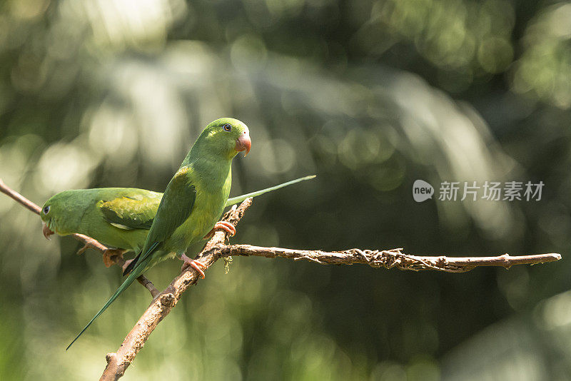 普通长尾小鹦鹉