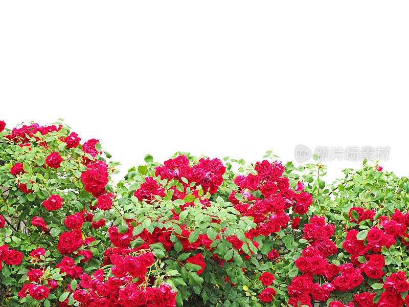 红色或深红色的玫瑰花丛被明亮的阳光照亮，篱笆，孤立在白色的背景。花期，自然花篱。园艺，植物为景观设计