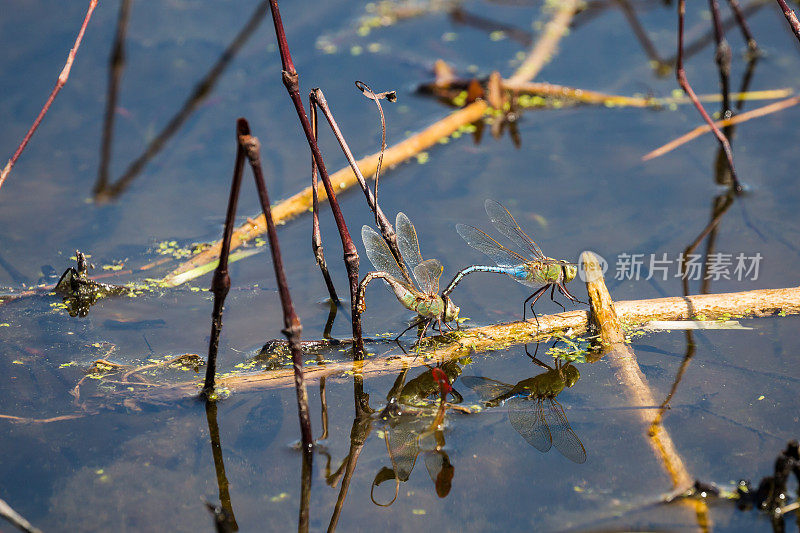 两只普通的绿色达尔纳蜻蜓在一个昏暗的池塘里交配