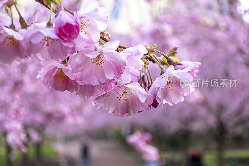 樱桃树花宁静