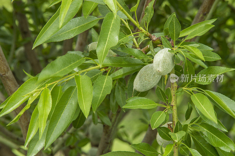 加利福尼亚中部果园里成熟的杏仁特写