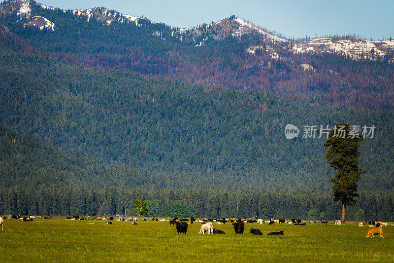俄勒冈州高山牧场的草饲牛