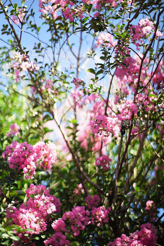 桃花源