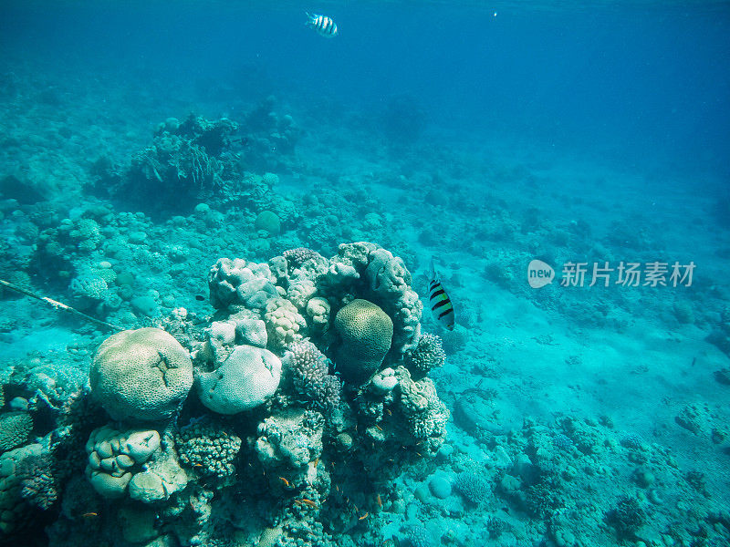 红海中的水下珊瑚礁