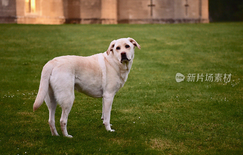 英国的拉布拉多寻回犬