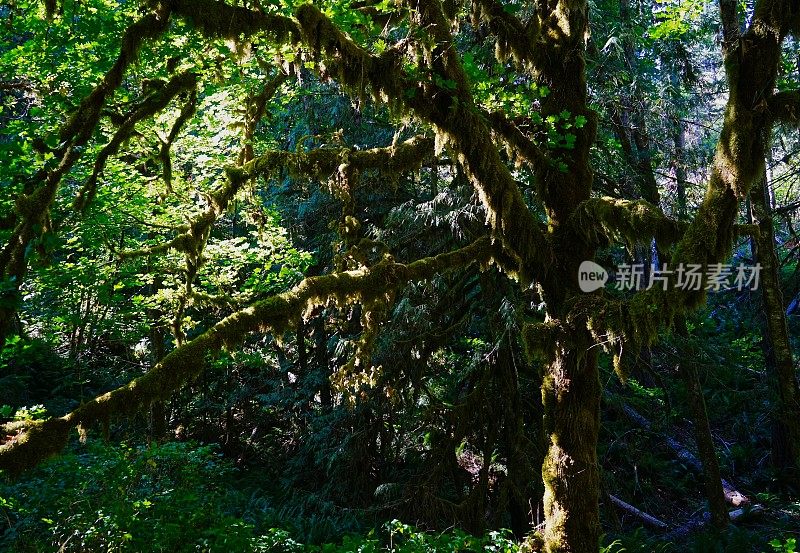 安普夸雨林之光树