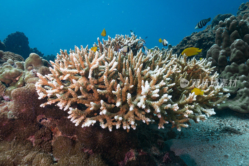 水下鹿角(Acropora)珊瑚漂白