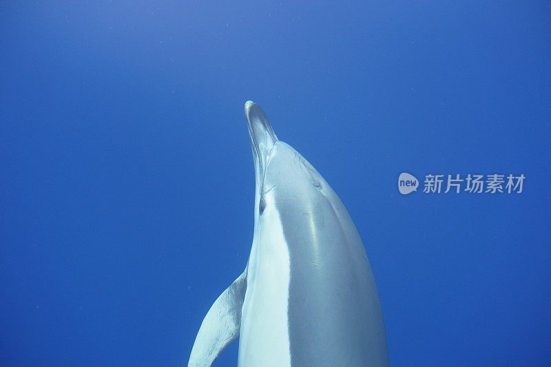 海豚(鲸类)游泳的侧面