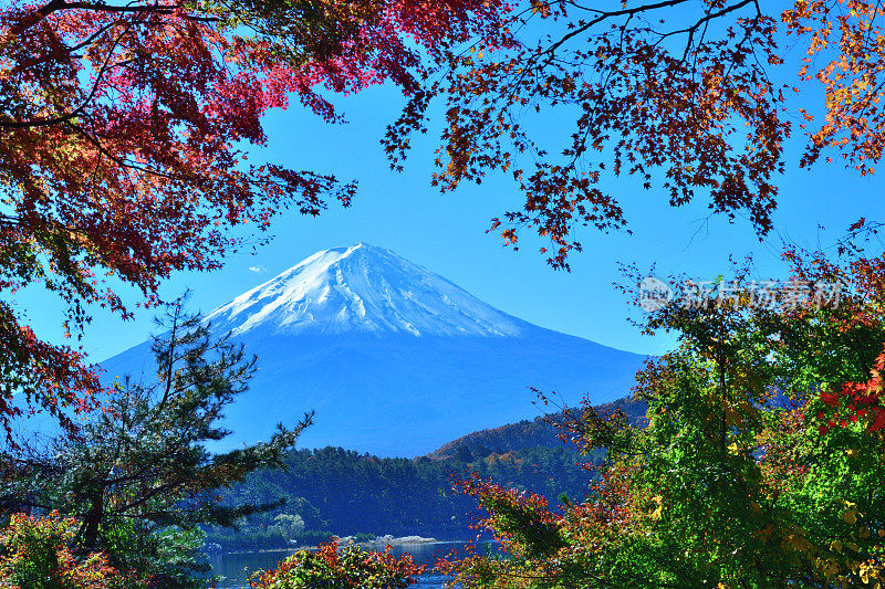 日本富士五湖地区的富士山和秋叶