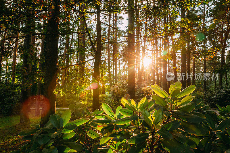 美丽的日落日出太阳阳光在阳光充足的夏季针叶林。阳光透过森林景观中的树林