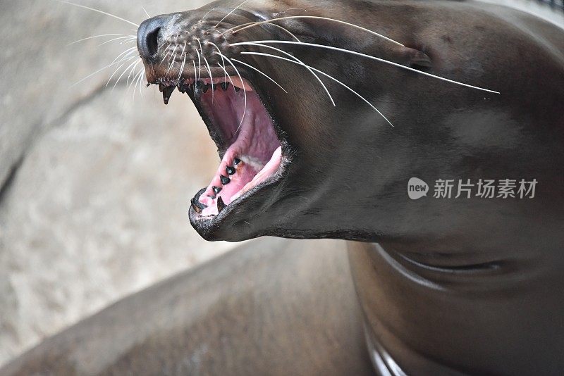 海狮露出牙齿