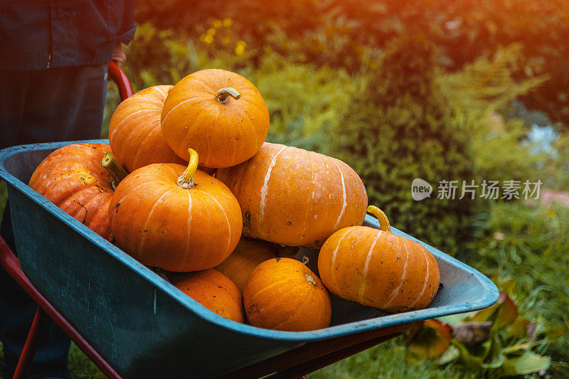 Pumpking在手推车