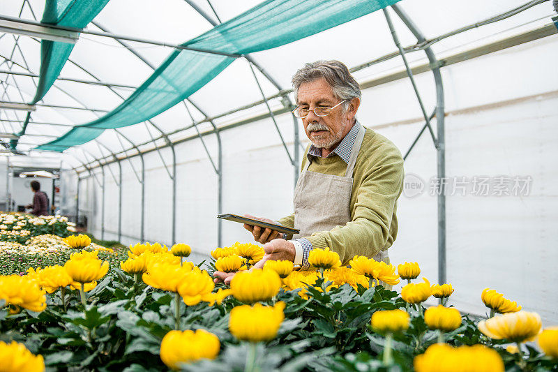 高级男子正在检查花房里的花，手里拿着一个数码平板电脑