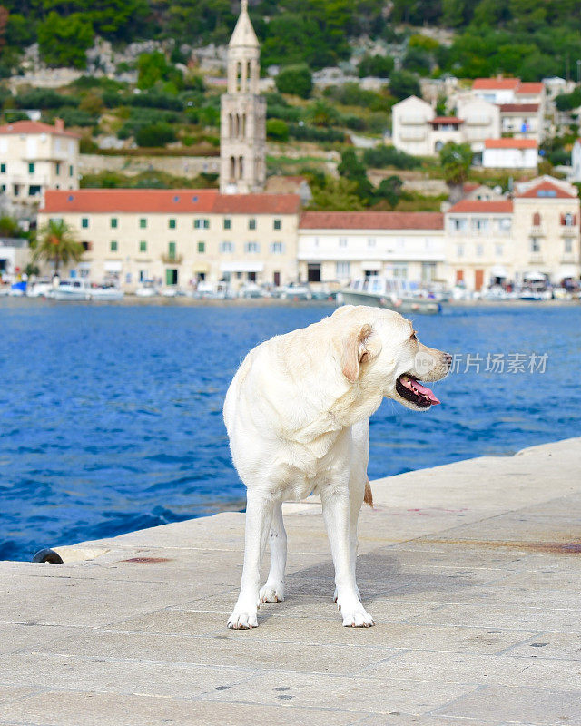 克罗地亚的拉布拉多寻回犬