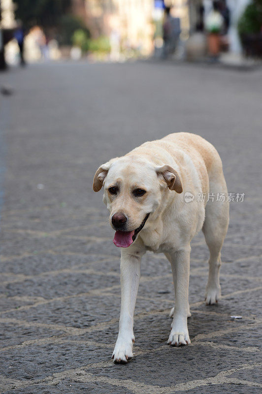 西西里的拉布拉多寻回犬