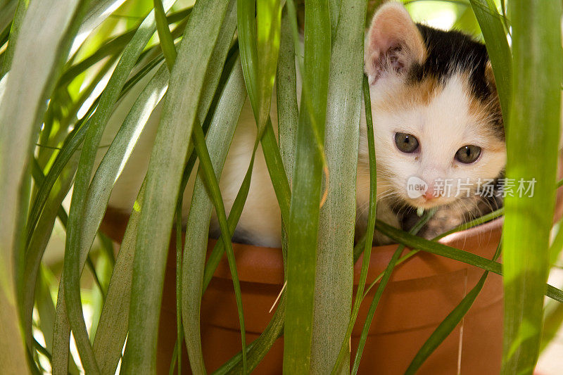 小花猫在花盆里