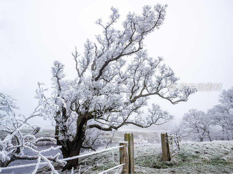 英国约克郡乡村冬天树上的冰和霜