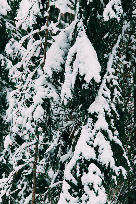 神奇的雪覆盖了树木。美丽的冬天的风景