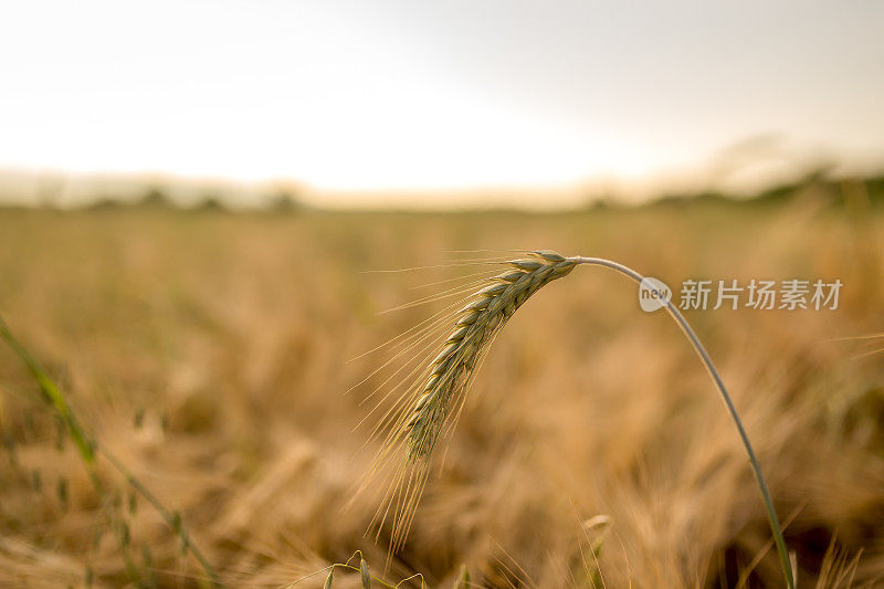 小麦特写镜头。太阳下的麦田。小麦成熟穗的背景。