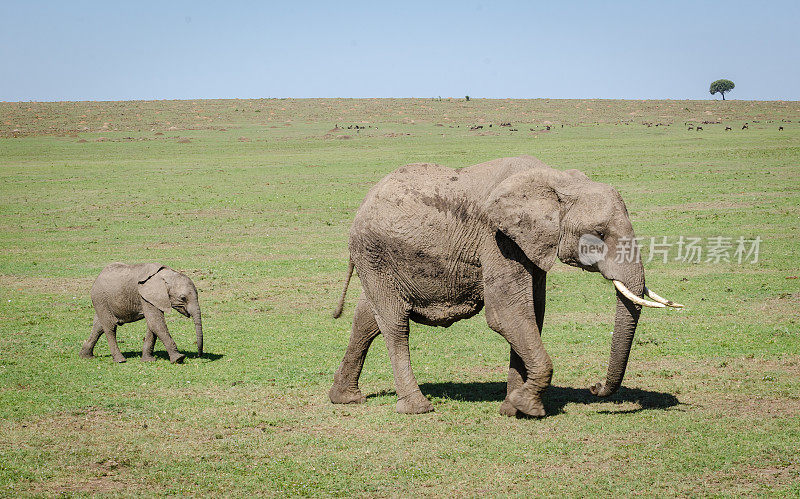 肯尼亚马赛马拉，大象妈妈和小象在散步
