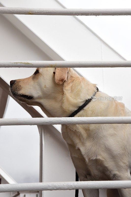 船上甲板上的拉布拉多寻回犬