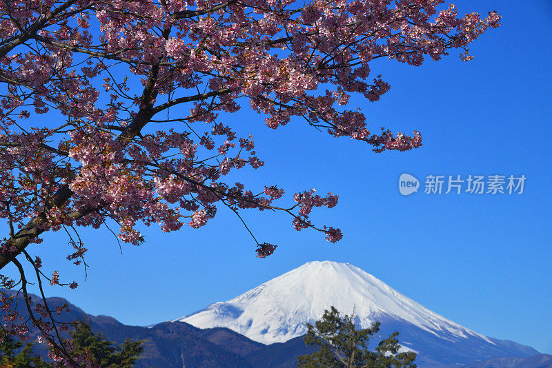 富士山和樱花