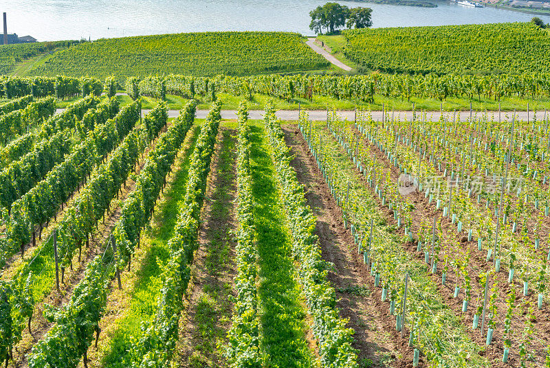 葡萄园在低森林纪念碑纪念碑Rüdesheim，德国