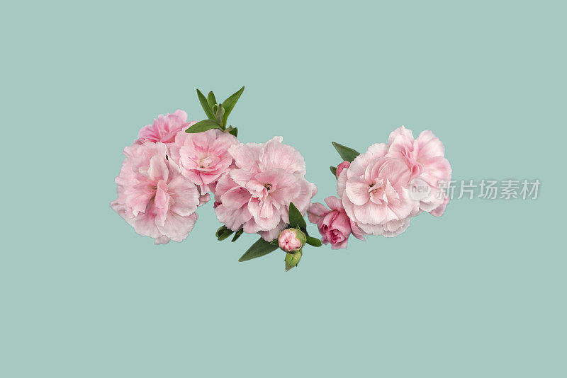 甜蜜的威廉康乃馨横幅与粉红色的背景